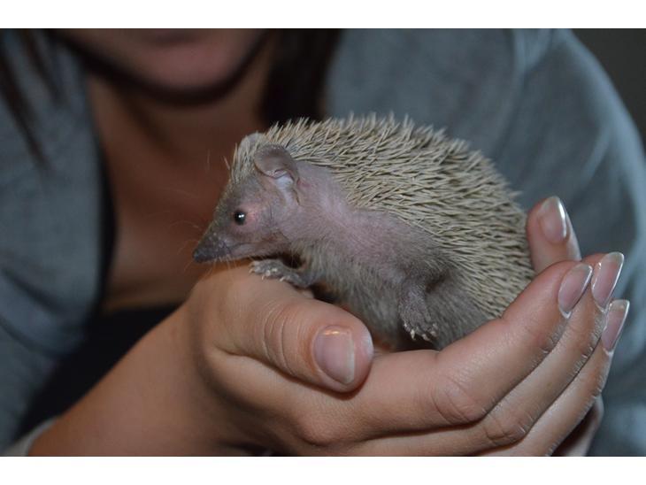 Pindsvin Millan (Tenrec) billede 7