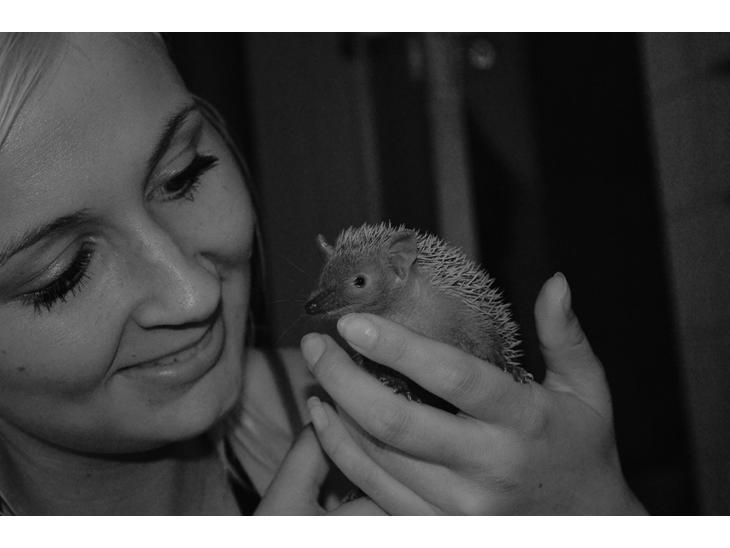 Pindsvin Millan (Tenrec) billede 18