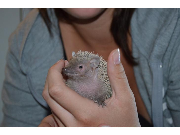 Pindsvin Millan (Tenrec) billede 8