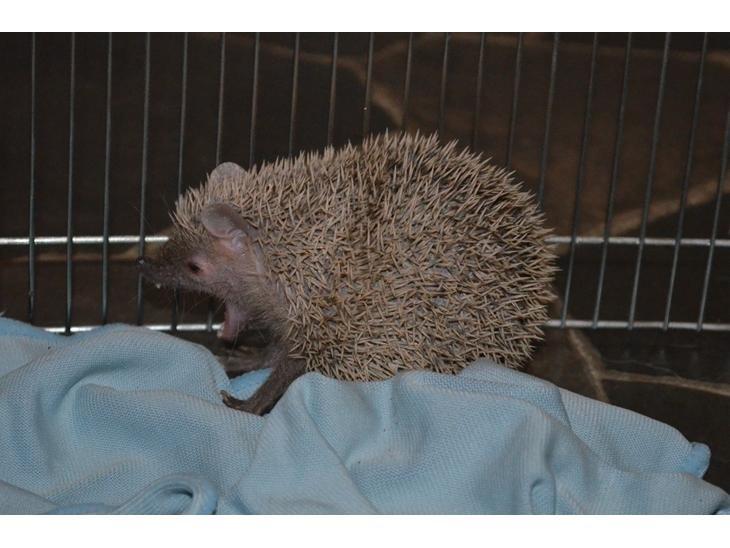 Pindsvin Millan (Tenrec) billede 9
