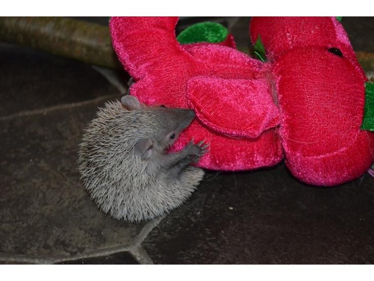 Pindsvin Millan (Tenrec) billede 11