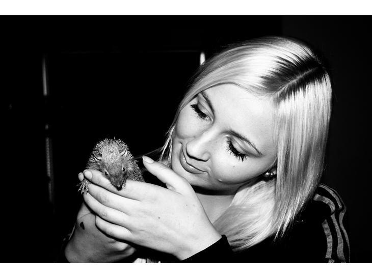 Pindsvin Millan (Tenrec) billede 17