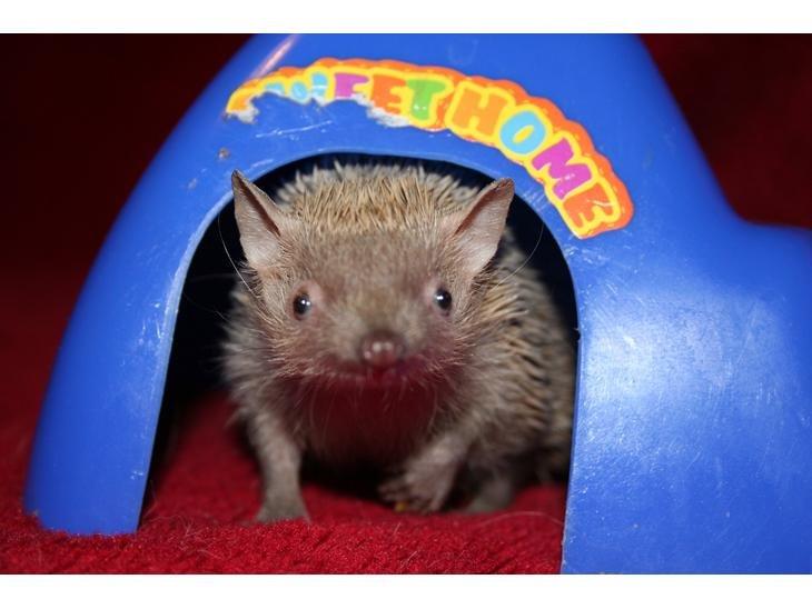 Pindsvin Millan (Tenrec) billede 10