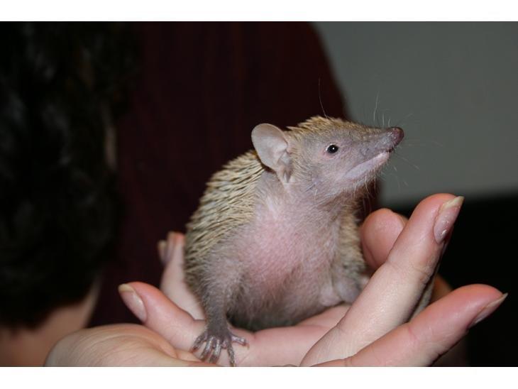 Pindsvin Millan (Tenrec) billede 14