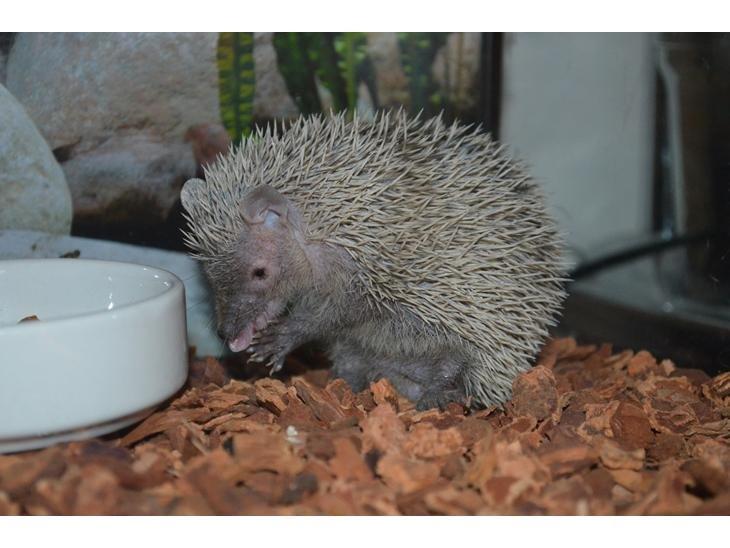 Pindsvin Millan (Tenrec) billede 15