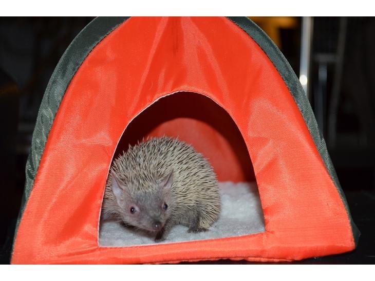 Pindsvin Millan (Tenrec) billede 16