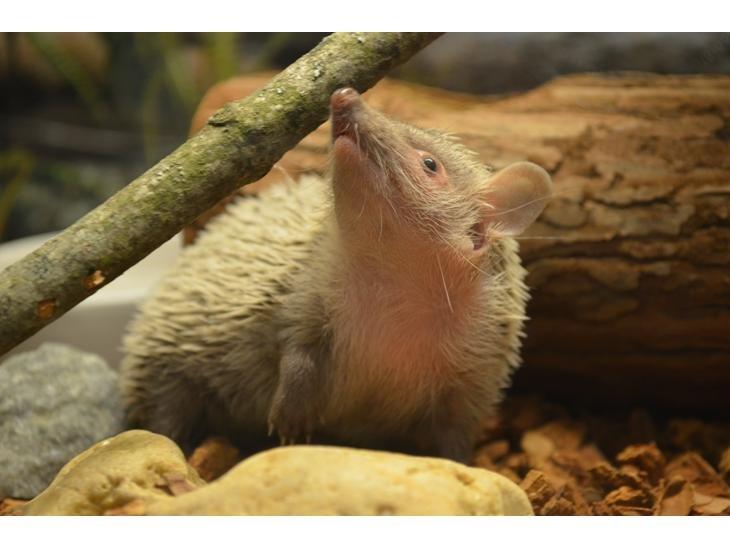 Pindsvin Millan (Tenrec) billede 5