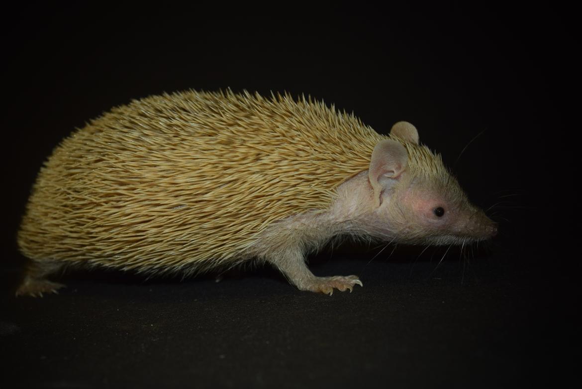 Pindsvin Millan (Tenrec) billede 12