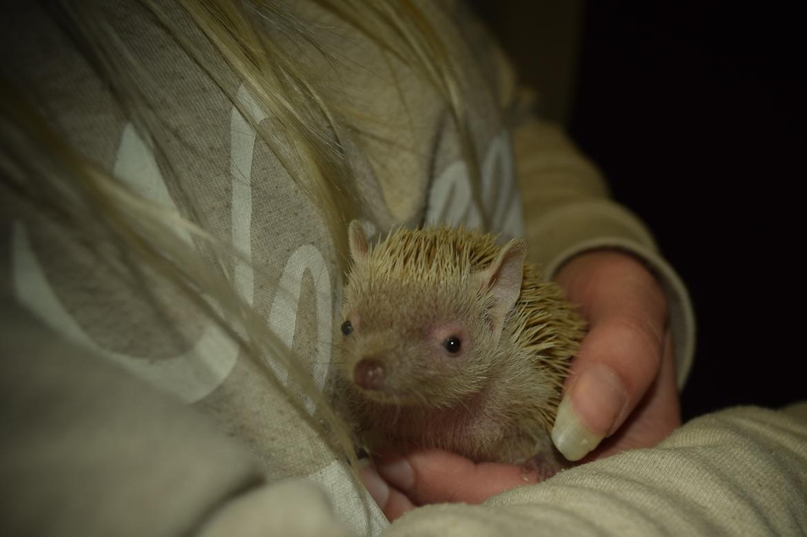 Pindsvin Millan (Tenrec) billede 20