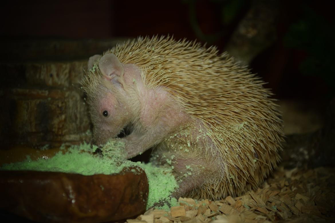 Pindsvin Millan (Tenrec) billede 3