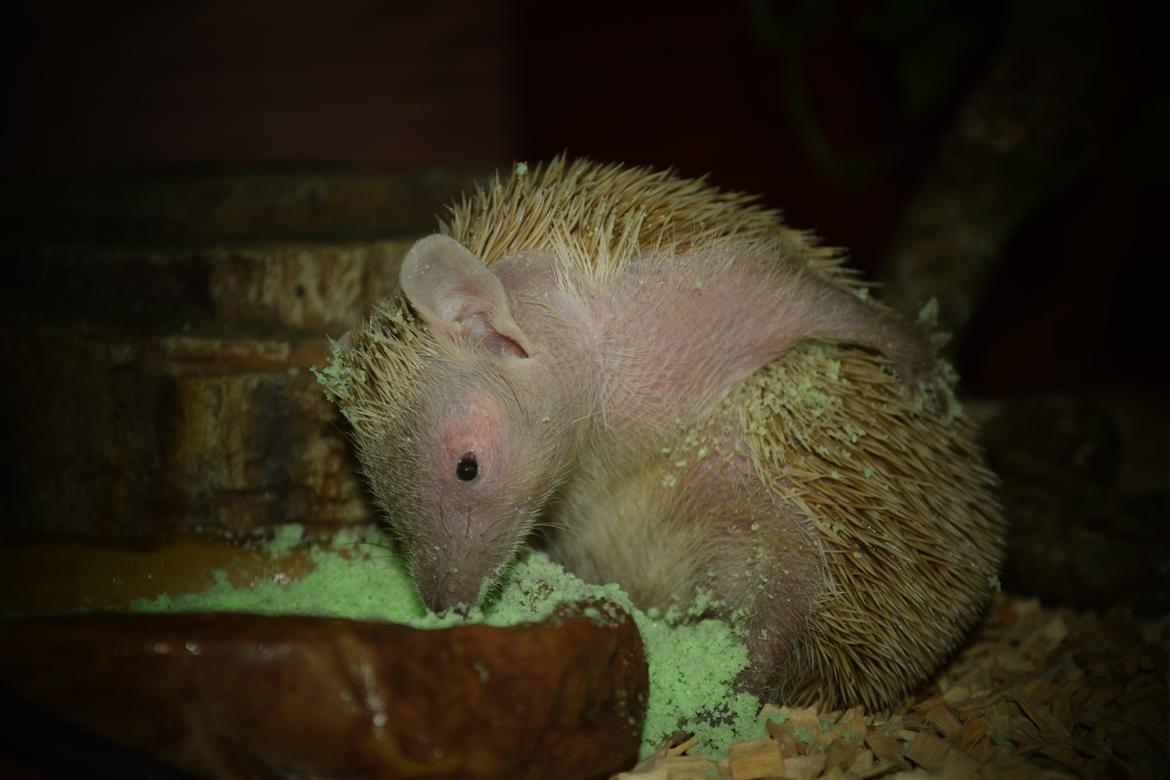 Pindsvin Millan (Tenrec) billede 21
