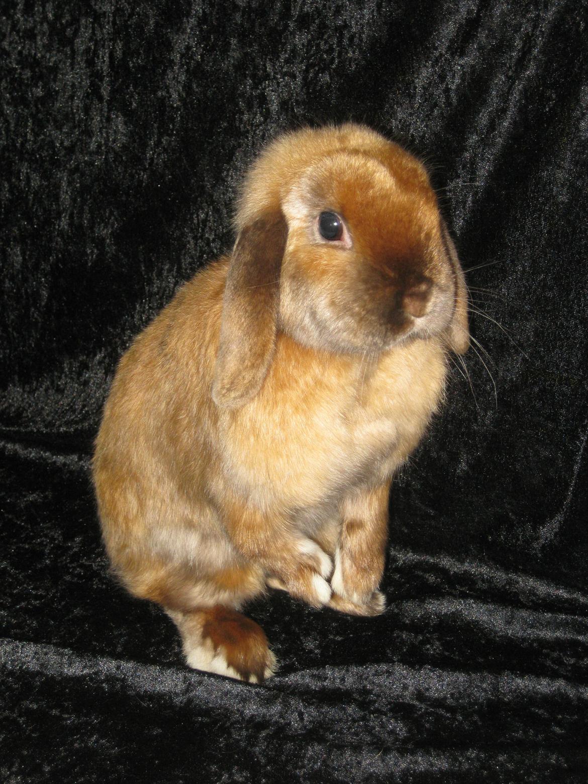 Kanin Baby Sunshine billede 2