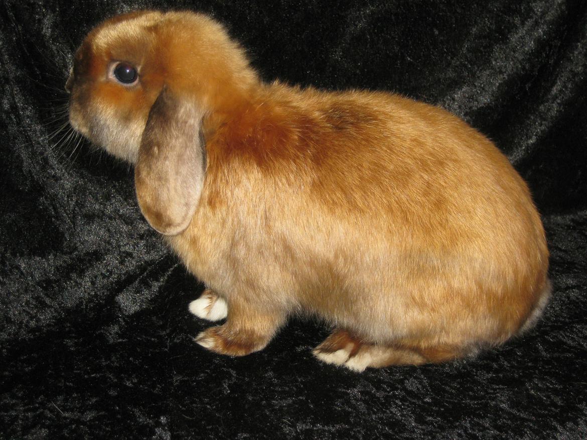 Kanin Baby Sunshine billede 4