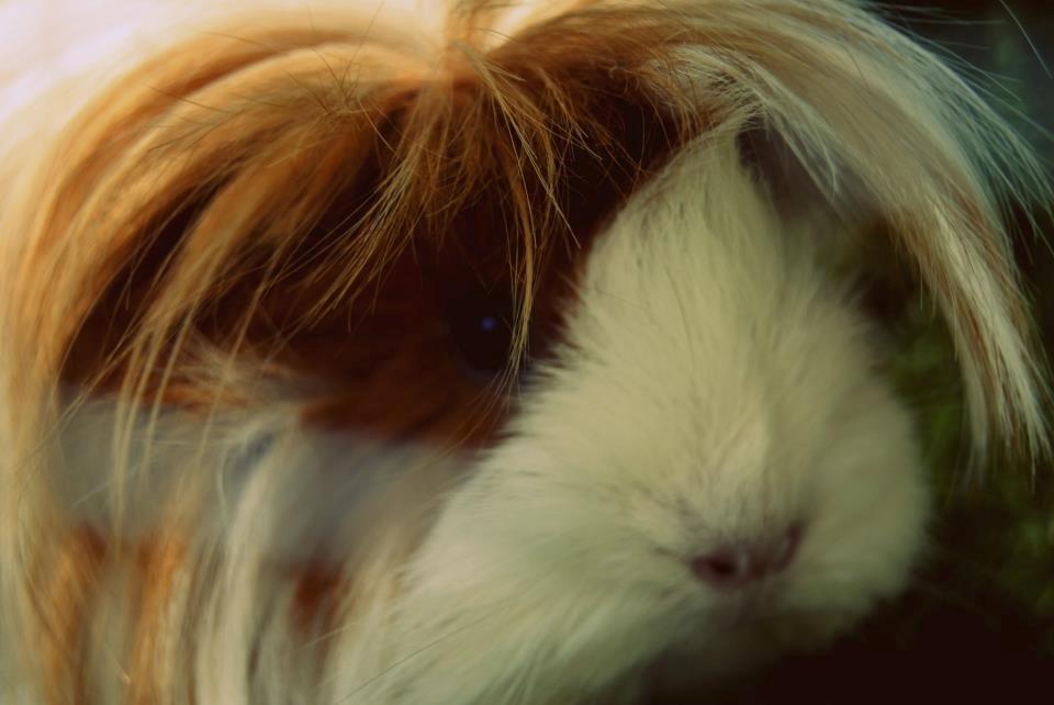 Marsvin Aeruca billede 4