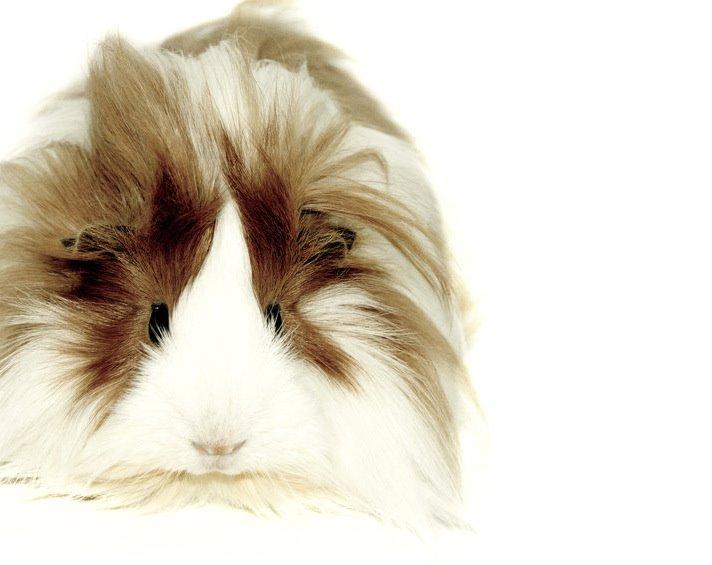 Marsvin Aeruca billede 5