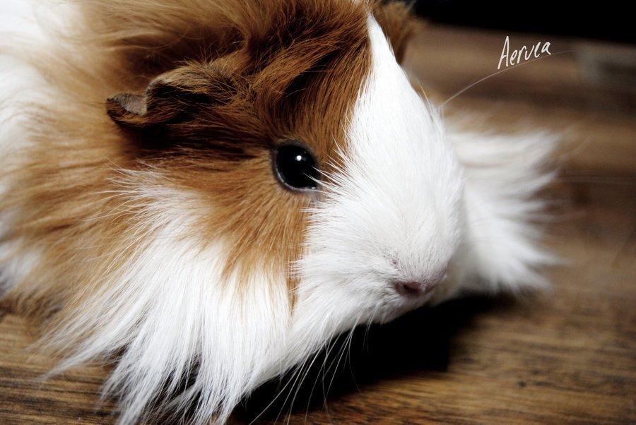 Marsvin Aeruca billede 6