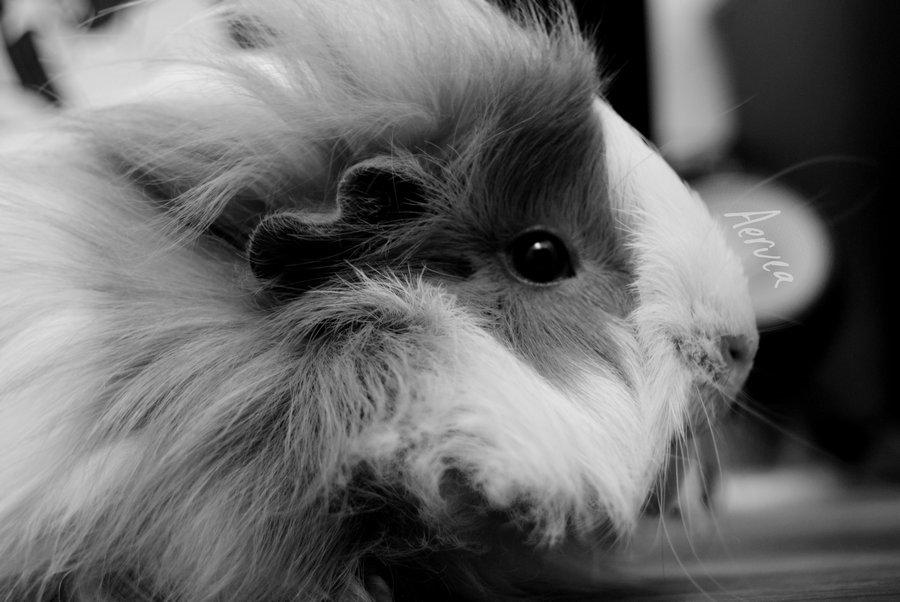 Marsvin Aeruca billede 8