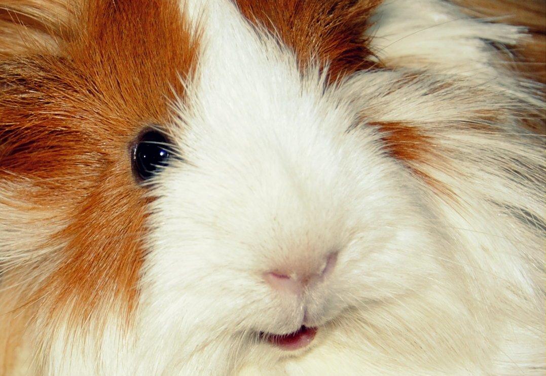 Marsvin Aeruca - Smilende og dejlig! billede 1