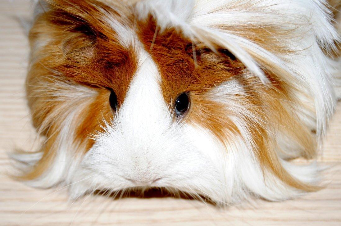 Marsvin Aeruca billede 9