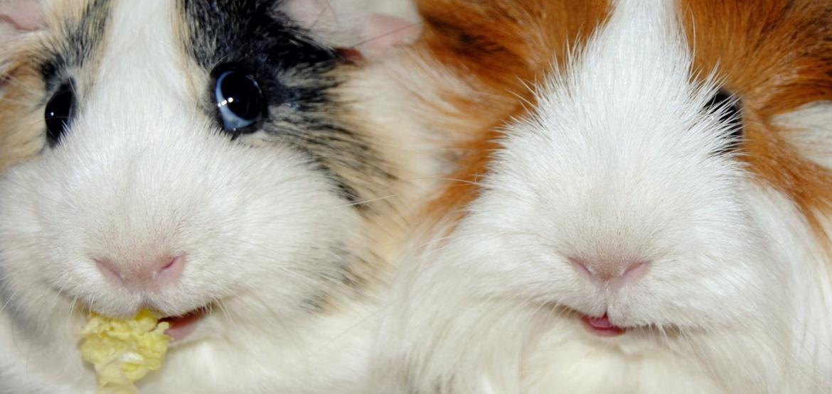 Marsvin Aeruca billede 10