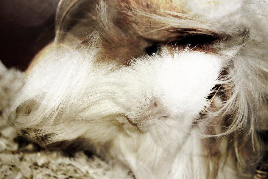 Marsvin Aeruca billede 11