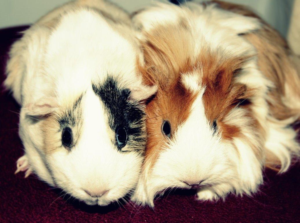 Marsvin Aeruca - Aerucas bedste veninde, Caro billede 12