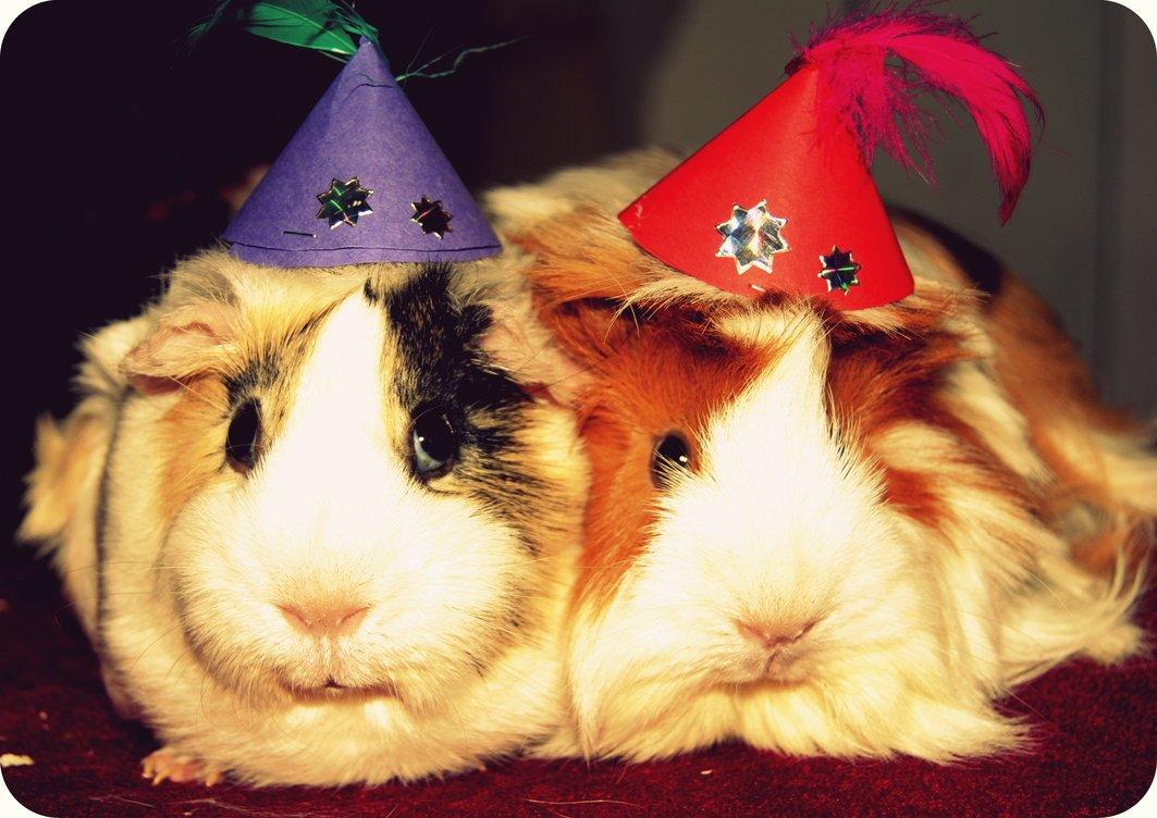 Marsvin Aeruca - Nytårsaften, hvor de havde fået hjemmelavede hatte på! billede 13