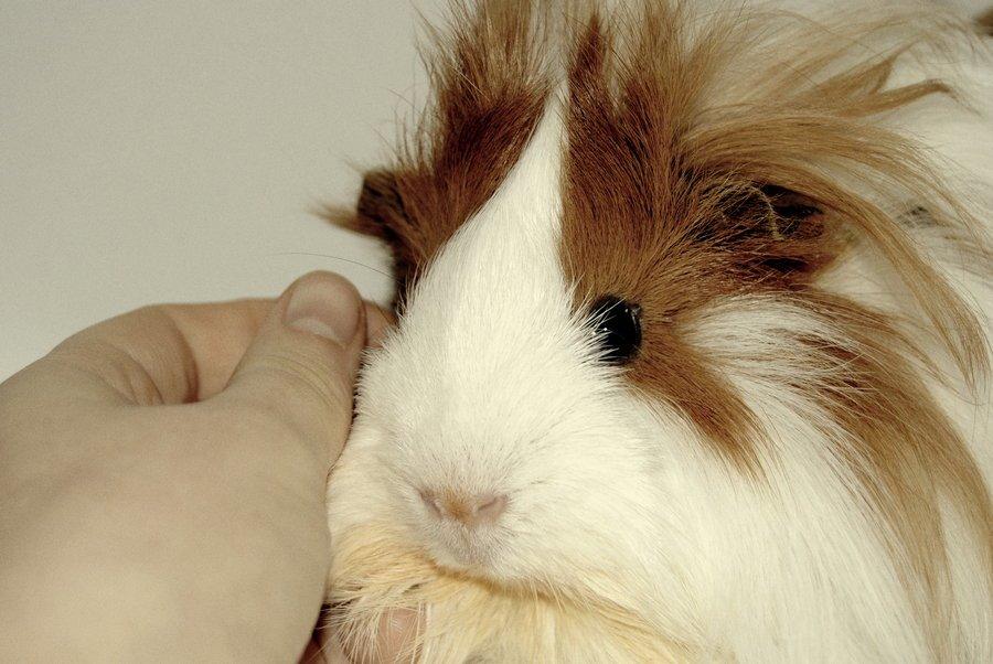 Marsvin Aeruca billede 14