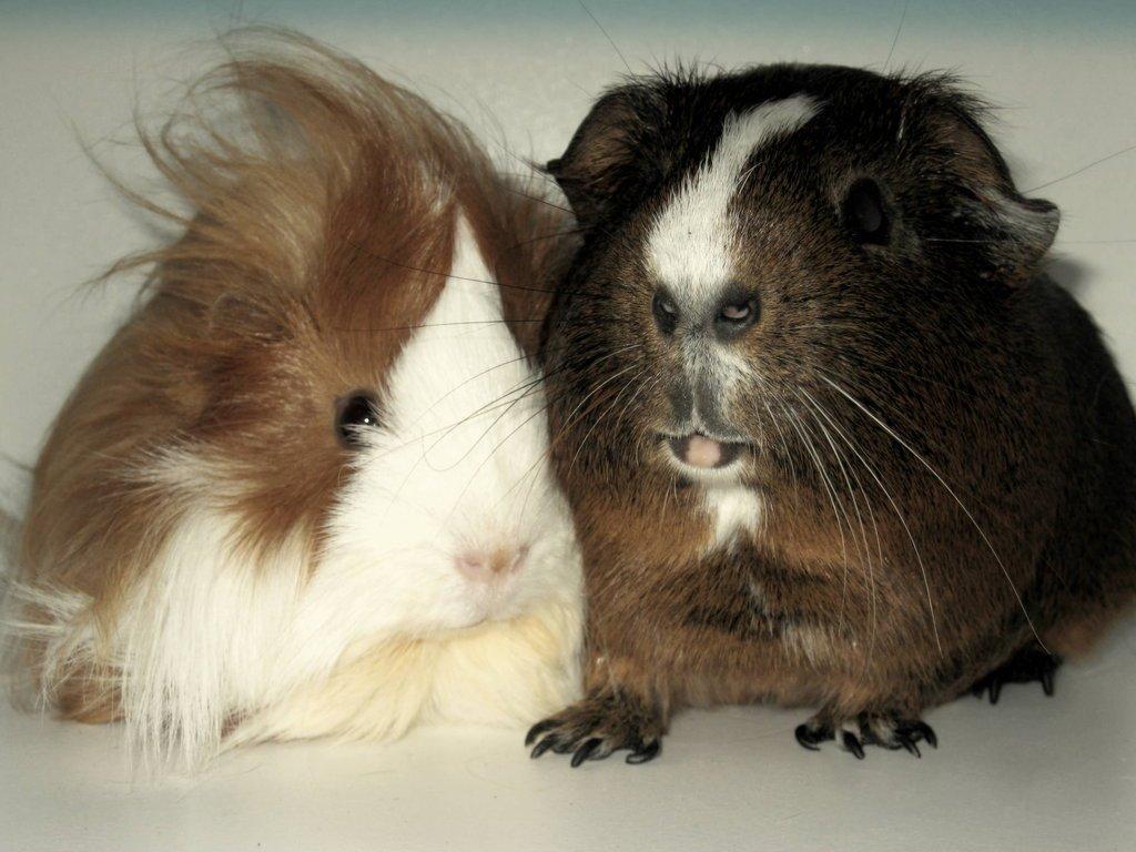 Marsvin Aeruca - Aerucas flotte fyr, Mus billede 15