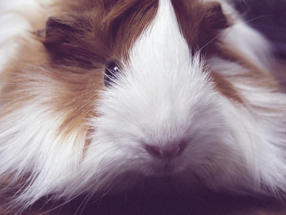 Marsvin Aeruca billede 3