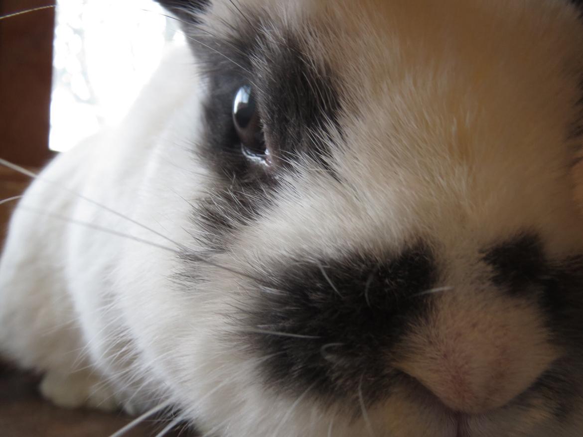 Kanin Panda R.I.P - Hvad laver du??? billede 1