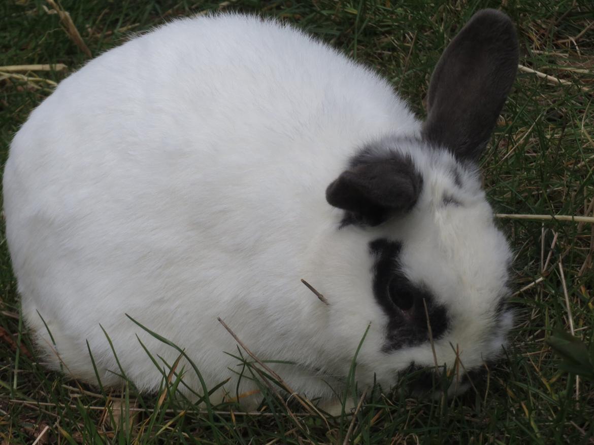 Kanin Panda R.I.P - Jeg elsker græs!! billede 4