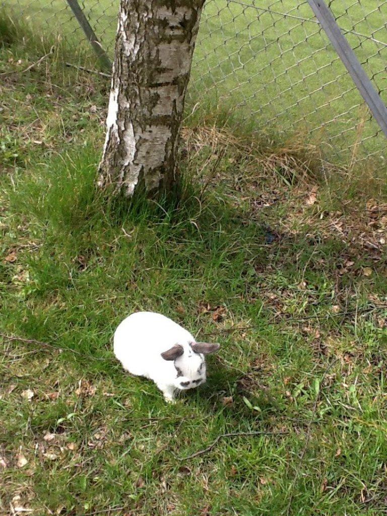 Kanin Panda R.I.P - Med ude og gå. billede 11