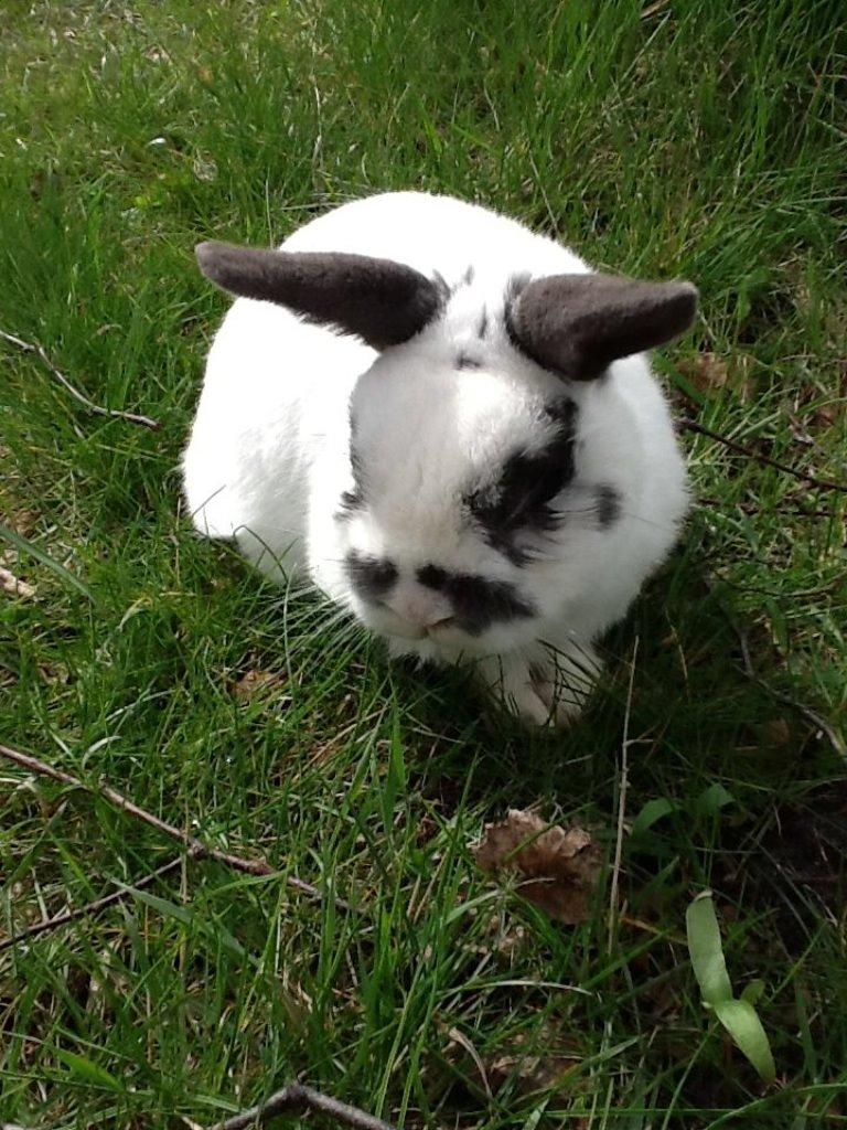 Kanin Panda R.I.P billede 12