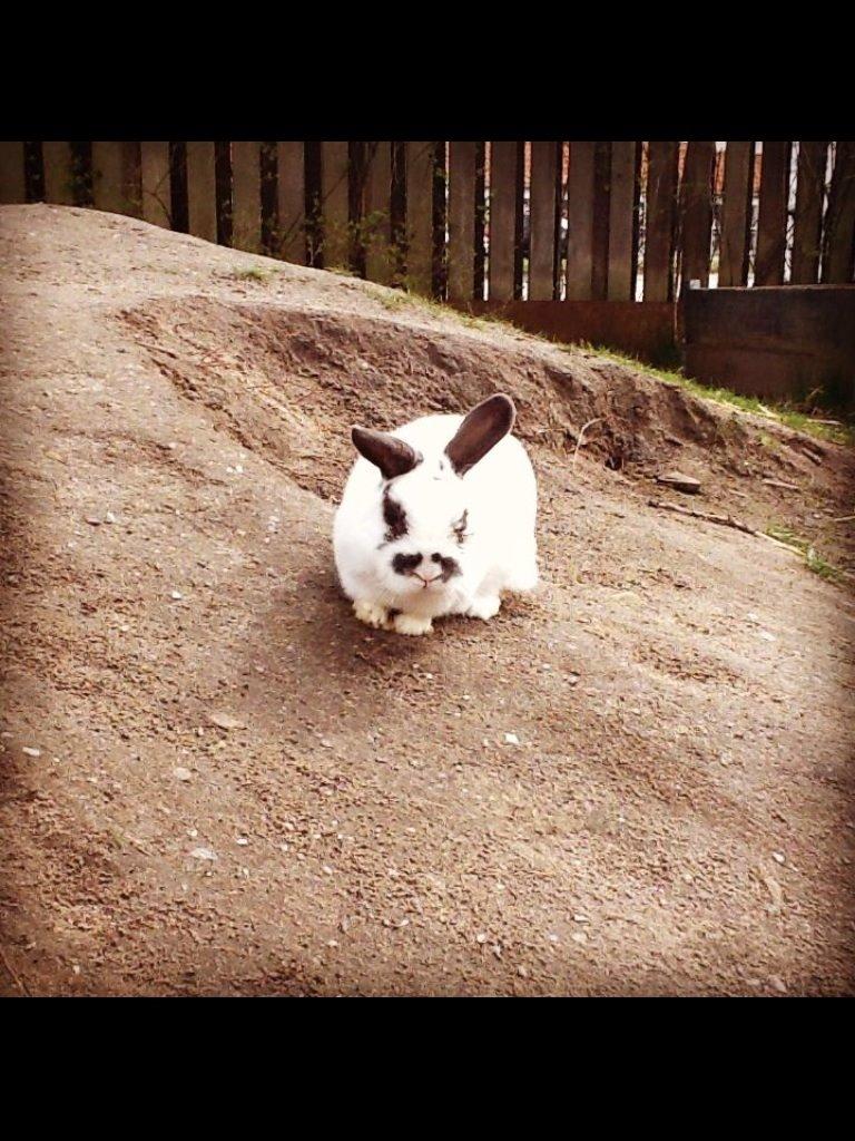 Kanin Panda R.I.P billede 14