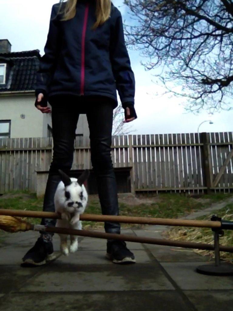 Kanin Panda R.I.P - Min dygtige kanin<3 billede 15
