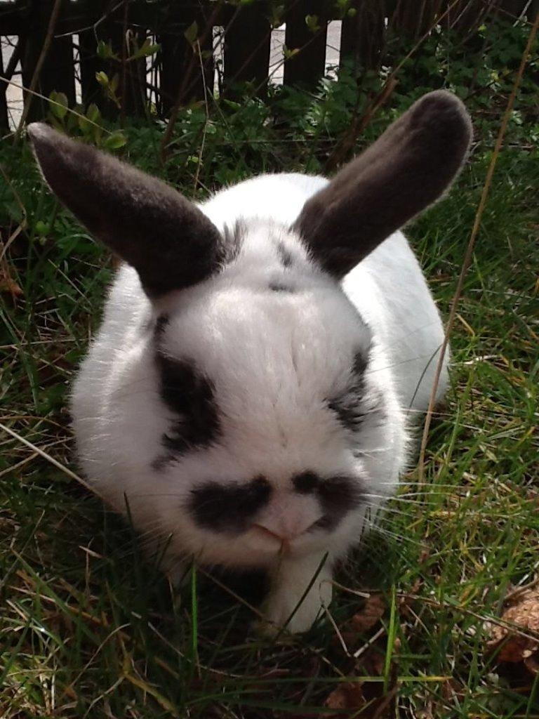Kanin Panda R.I.P - R.I.P Panda:'( billede 17