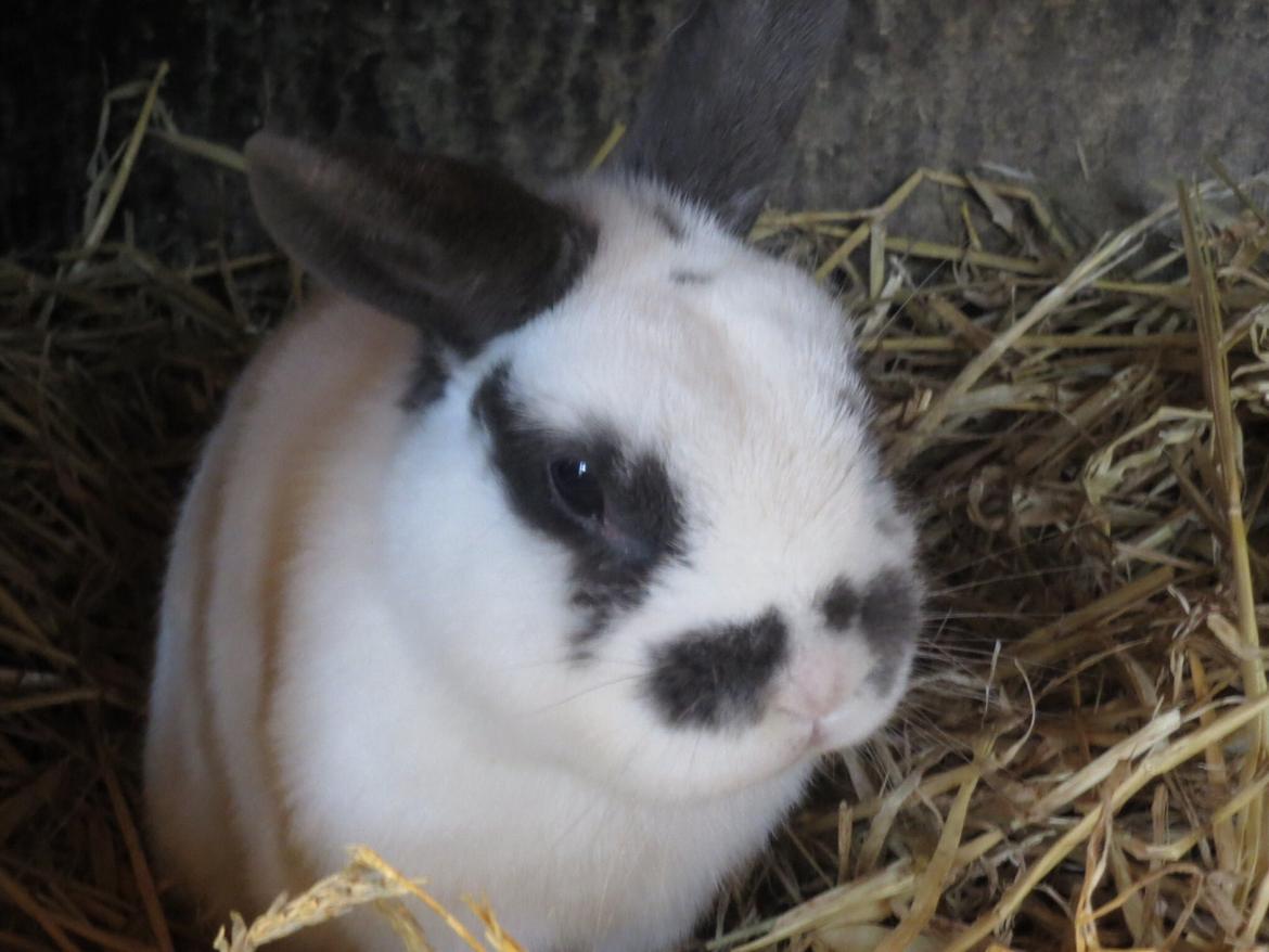 Kanin Panda R.I.P - Posere lige foran kameraet<3 billede 2