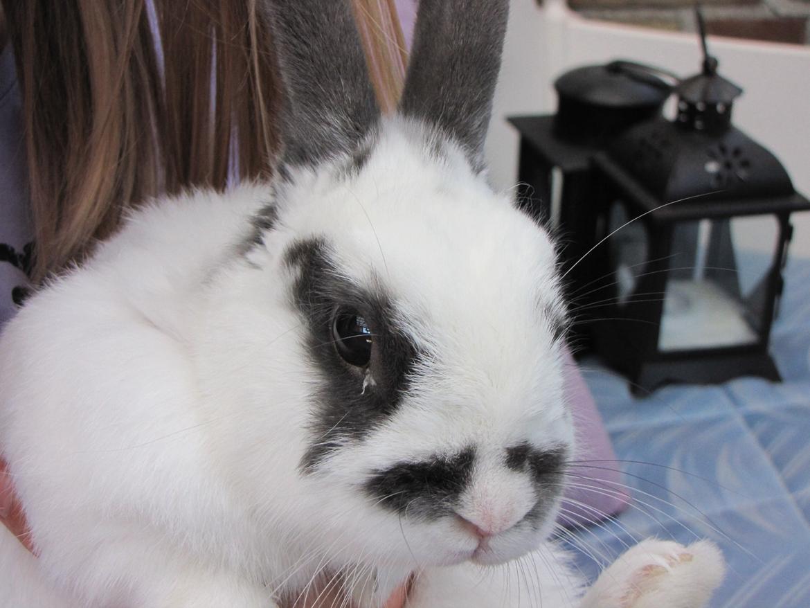 Kanin Panda R.I.P - Første gang du var med hjemme<3 billede 6