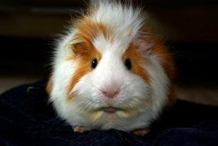 Marsvin Charlie - 2013 billede 1