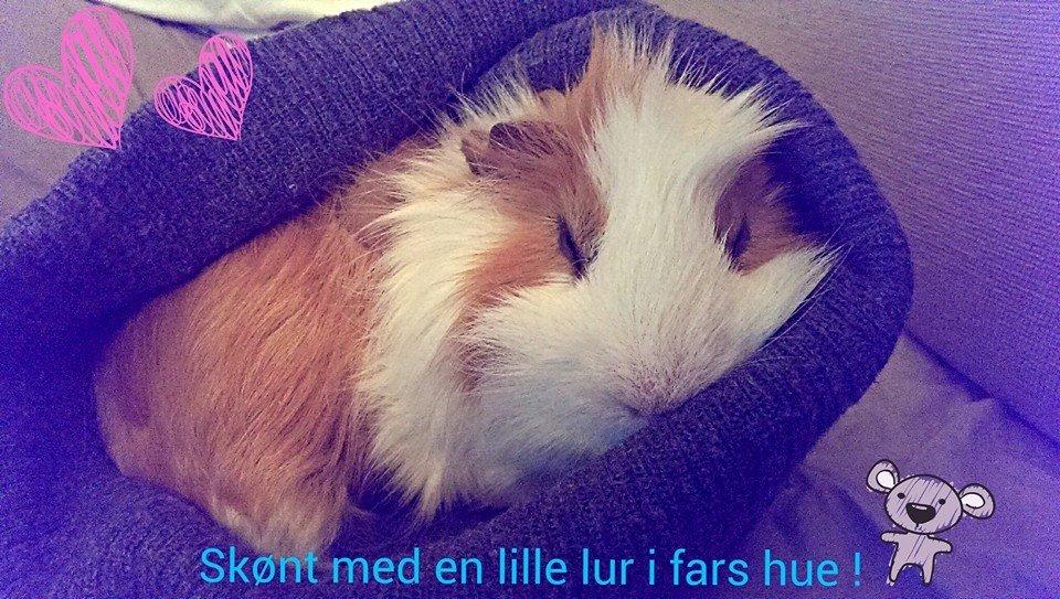 Marsvin Charlie - 2013 billede 5