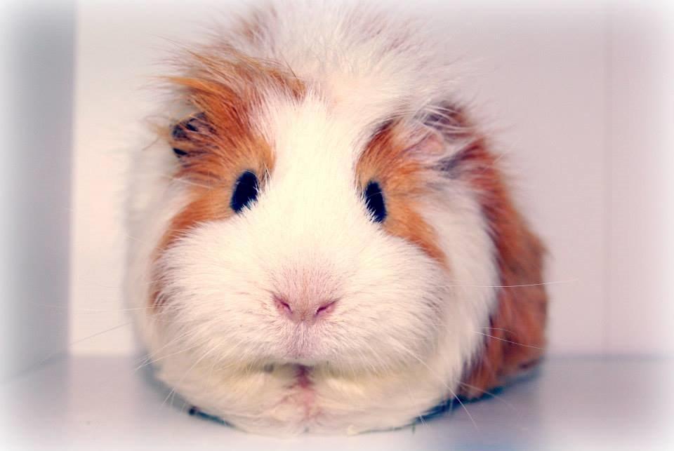 Marsvin Charlie - 2014 billede 3