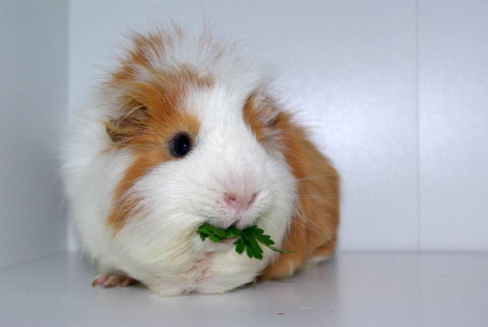 Marsvin Charlie - 2014 billede 4