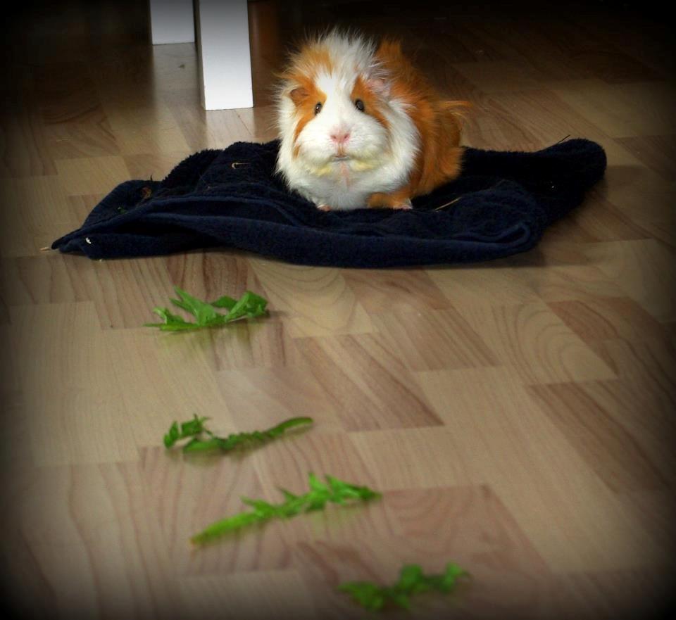 Marsvin Charlie - Fra 2013 billede 2