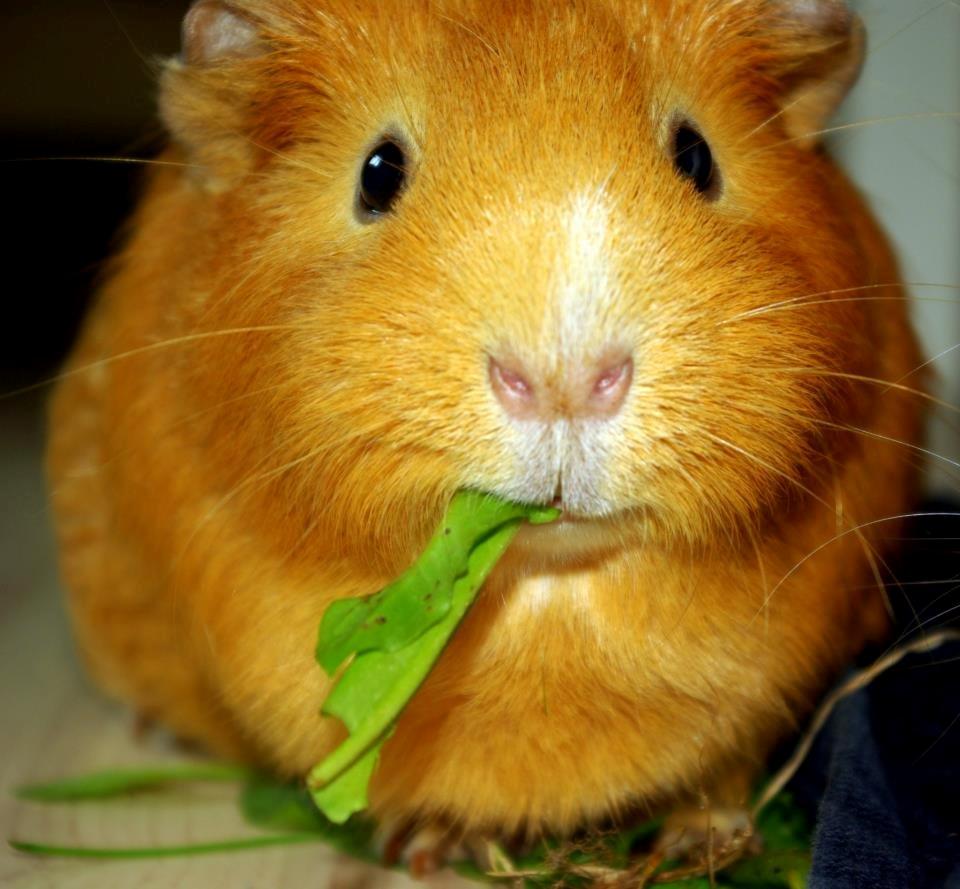 Marsvin Ingolf - 2013 billede 3