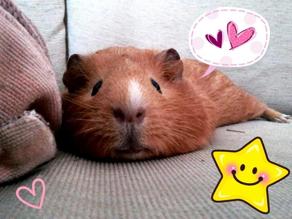 Marsvin Ingolf - 2013 billede 10