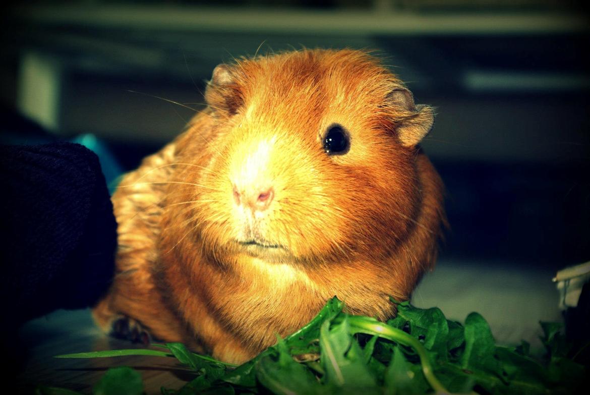 Marsvin Ingolf - 2013 billede 5