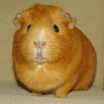 Marsvin Ingolf - 2014 billede 2