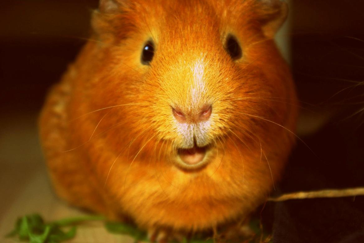 Marsvin Ingolf - 2013 billede 6