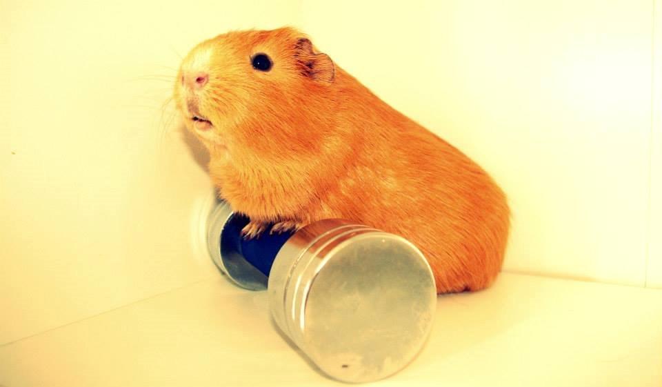 Marsvin Ingolf - 2014 billede 4